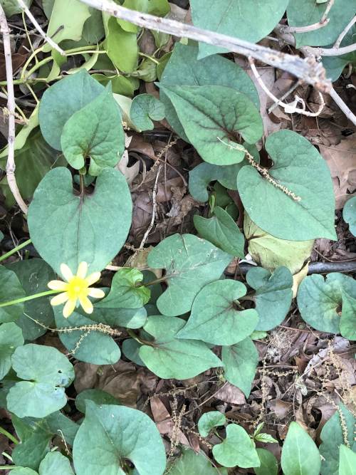 Houttuynia cordata