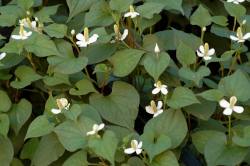 Houttuyniacordata2_ Houttuynia cordata