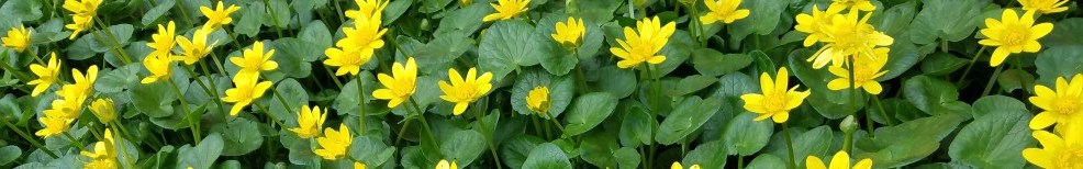 lesser celandine lesser celendine