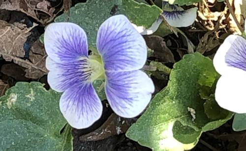 lighterviolets Lighter Violets