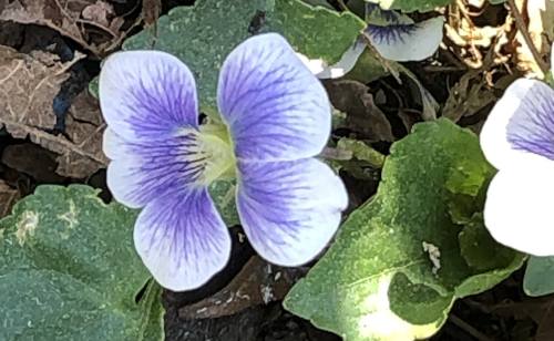 Lighter Violets