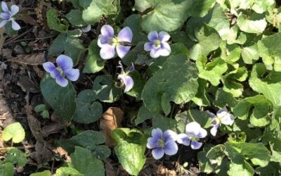 What’s growing in your Historic South Norfolk backyard?