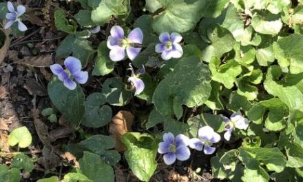 What’s growing in your Historic South Norfolk backyard?