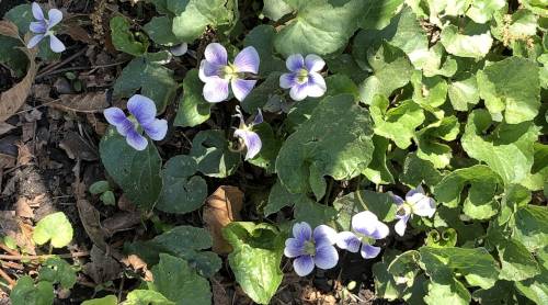 light violets