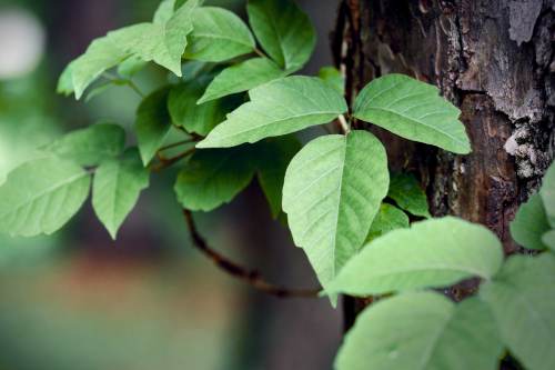 poisonivy Poison Ivy