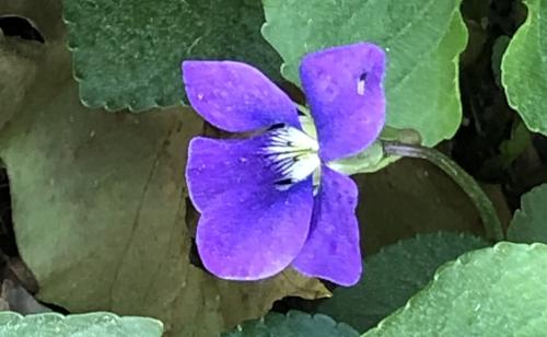 a single violet flower