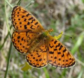 small pearl-bordered fritillary butterfly