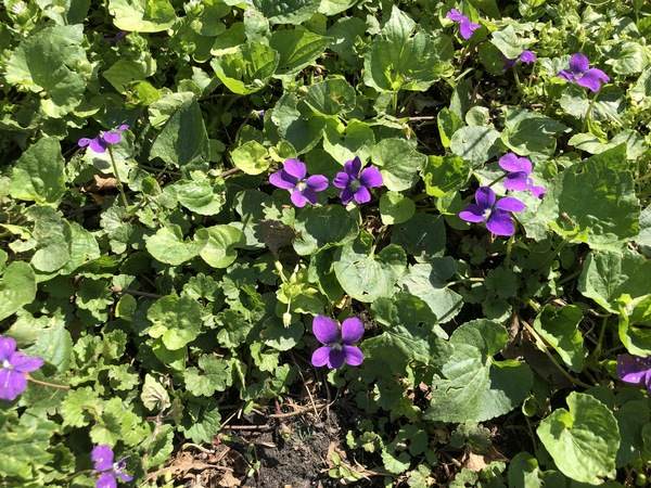 violets Marsh Blue Violet